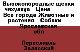 Высокопородные щенки чихуахуа › Цена ­ 25 000 - Все города Животные и растения » Собаки   . Ярославская обл.,Переславль-Залесский г.